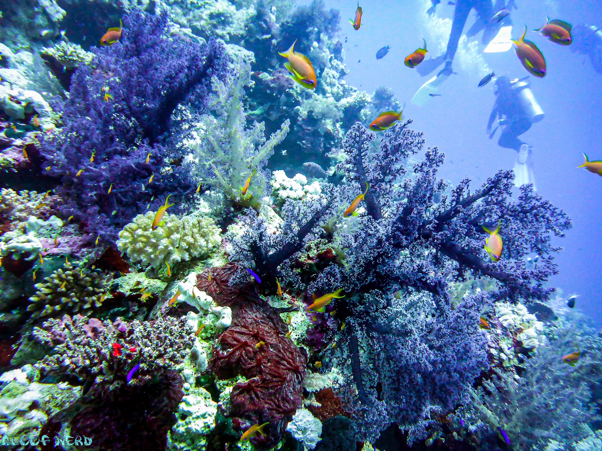 Soft Corals of the Red Sea