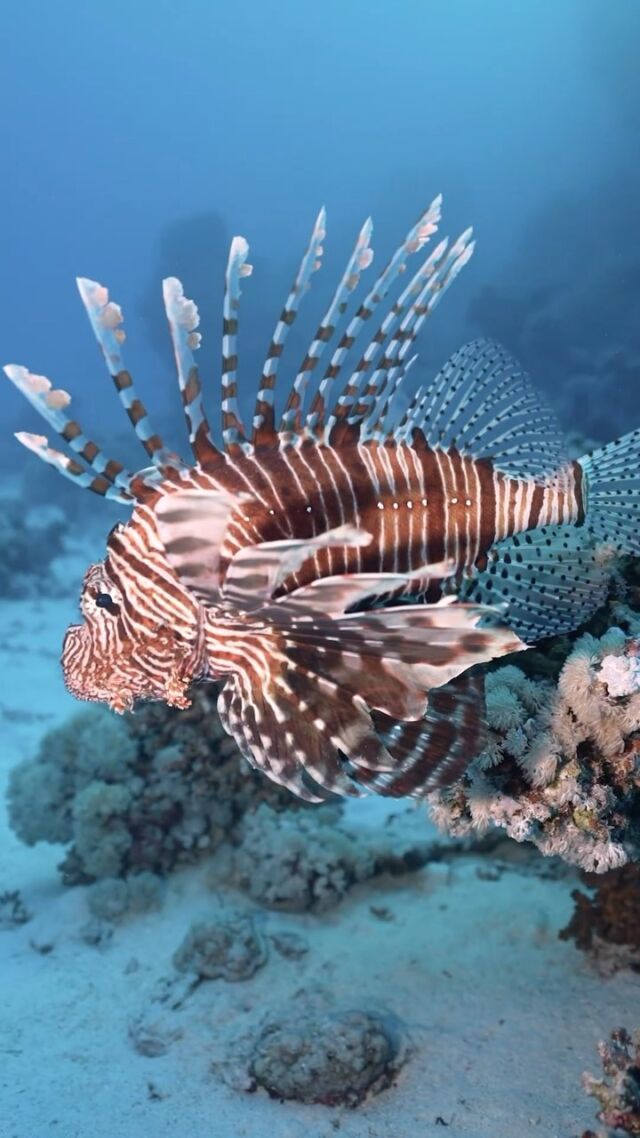 Check out this amazing lionfish I spotted during my dive in the Red Sea, Egypt! Their striking colors and unique fins never cease to amaze me. 🦁🐠 .
Shot with:
💡@krakensports
📷 @sony A7S 16-35mm
📹🏠 @isotta_underwater_housing

.
.
.
.
.
#scubadiving #underwaterphotography #lionfish #redsea #egypt #diving #oceanlove #marinelife #sealife #natgeowild #oceanlife #coralreef #fish #adventure #explore #travel #dive #underwater #nature #marineconservation #saveouroceans #ecofriendly #divinglife #oceanconservation #oceanphotography #underwaterworld #underwaterlife #uwphotography #underwaterpics