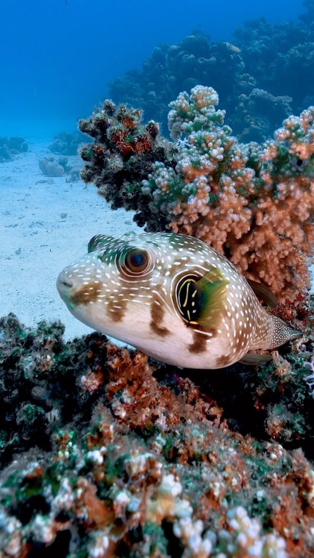 🌊 Dive into the captivating world of scuba diving with me @aloofnerd! 🤿📸
⠀
On a recent adventure in #Dahab, I had the incredible opportunity to witness a Red Sea puffer fish gracefully gliding through the turquoise waters. 🐡✨ Did you know that puffer fish are known for their unique defense mechanism? When threatened, they inflate themselves by swallowing water or air, making them appear larger and deterring predators. So don’t scare a puffer fish as their defense mechanism can cause them harm. 🐠💨
⠀
Follow Me as I explore the underwater wonders of Dahab with @MirageDivers, my go-to scuba shop in this enchanting destination! 🏝️🌊
⠀
💙 Diving alongside these fascinating creatures and uncovering the hidden treasures that lie beneath the surface is one of the best parts about scuba diving. 🐚✨

💡@krakensports
📷 @sony A7S 16-35mm
📹🏠 @isotta_underwater_housing
.
.
#ScubaDiveBlogger #iamssi #UnderwaterExploration #Scubadiving #RedSEa #Girlsthatscuba #underwater #Animals #OceanEncounters #ScubaLife #UnderwaterPhotography #ExploreWithMe #MarineWonderland #Ocean #reefs #diveintoadventure #SeaLifeMagic #bucketlistdives #scuba #scubadiving #marinelife #marinelifephotography